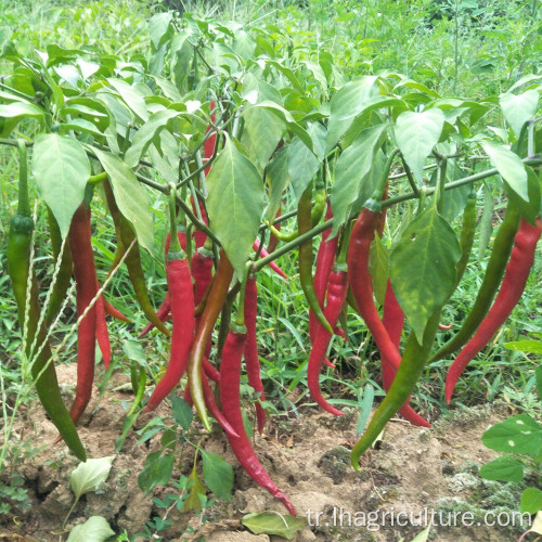Yemek baharatları için uzun kuru redchilies guihzou biberleri